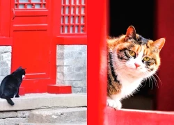 Những con mèo gốc gác hoàng gia ở Tử Cấm Thành