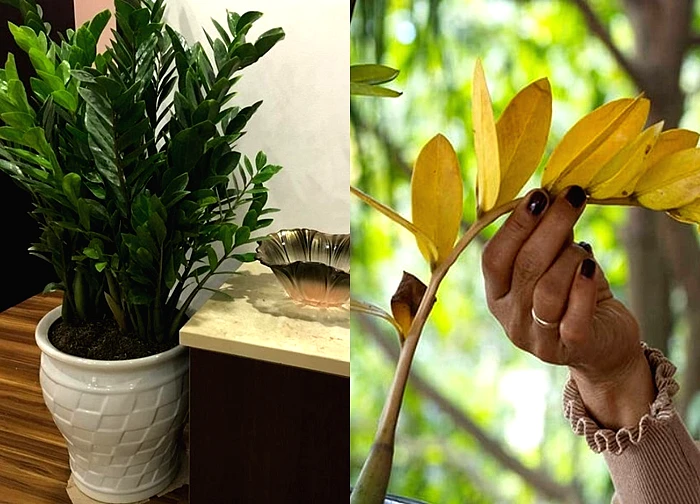 Tôi trồng cây kim tiền 8 năm, rồi buộc phải bỏ: Không phải vì độc ác, mà vì tôi không còn lựa chọn nào khác