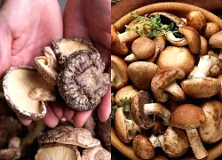 Vì sao nấm hương được mệnh danh là 'thịt thực vật'?