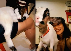 Vợ chồng Hà Nội chi 20 triệu mua dê làm thú cưng, nhà rộn tiếng cười