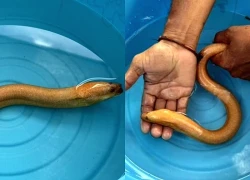 Đi đánh cá, ngư dân bắt được con lươn vàng quý hiếm