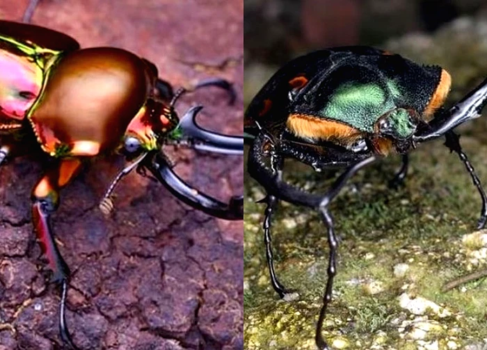 Loài côn trùng đắt đỏ nhất thế giới, giá hơn 2 tỷ đồng/con
