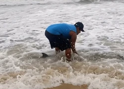 Người dân xã Phú Vinh cứu hộ cá heo bị sóng đánh dạt vào bờ