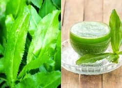 Nước lá mùi tàu có tác dụng chữa bệnh gì?
