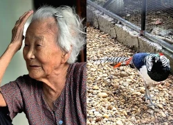 Vụ án gà lôi trắng: Mẹ già bật khóc mừng con được trở về chăm lo làm ăn