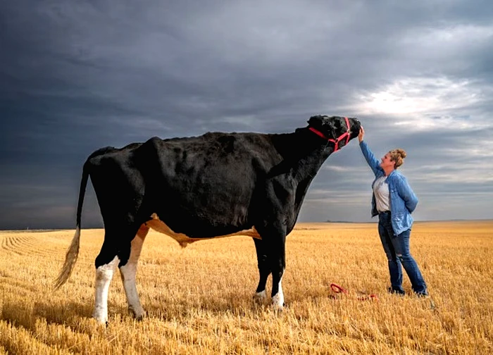 Con bò lập kỷ lục thế giới với chiều cao gần 2 m