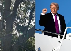 Mỹ phát hiện 'tổ thợ săn' có thể đe dọa chuyên cơ ông Trump
