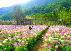 Rực rỡ hoa túy điệp dưới chân núi lửa Chư ang Ya