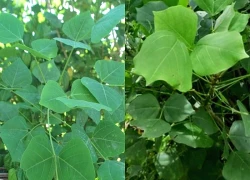 Ăn lá vông nem để dễ ngủ, người đàn ông phải nhập viện cấp cứu
