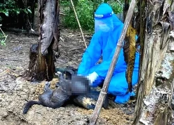 Bị chó cắn, cả gia đình phải tiêm phòng: Nỗi lo bệnh dại lan rộng ở Đà Nẵng