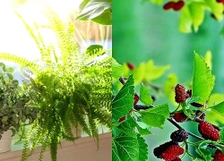 Cây dương xỉ và cây dâu tằm: Nhiều nhà đang trồng mà không biết đây là hai loài bị phong thủy đại kỵ