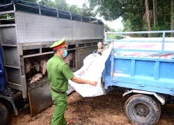 Chở lợn trong vùng có dịch, chủ phương tiện bị phạt 4,5 triệu đồng