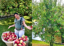 Cô dâu Việt khoe 'khu vườn triệu đô' của bố chồng ở Đức, hái quả chín mỏi tay