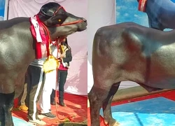 Con trâu khủng giá 65 tỷ đồng, ít hơn chủ nhân "không ưng bán"
