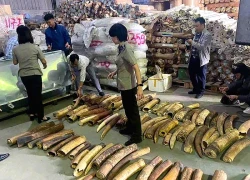 Tiêu hủy 615kg ngà voi buôn lậu từ châu Phi qua cảng Hải Phòng