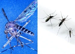 Một quốc gia châu Âu lần đầu tiên phát hiện thấy muỗi: Bắt được 3 con gồm 2 cái và 1 đực