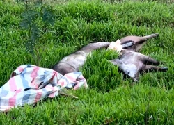Người đàn ông bị phạt 5 triệu đồng vì vứt xác lợn xuống kênh