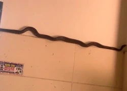 Người phụ nữ ở Phú Thọ kể lại phút đối mặt rắn dài hơn 1m bò vào nhà