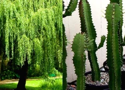 Ông bà dặn: "Đừng trồng cây dữ trước nhà, lộc tới cửa cũng hóa hư không" - 4 loài cây nhất định phải tránh né