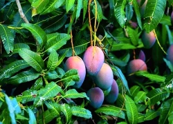 8 lợi ích sức khỏe ít ai biết của lá xoài