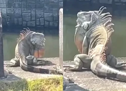 "Quái thú khổng lồ" ngồi chễm chệ trên phố, người dân Đài Nam (Trung Quốc) xôn xao: Đây có phải là Godzilla thật?