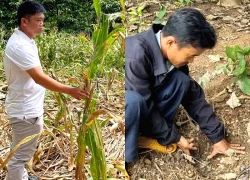 3 con voi rừng phá nát nương rẫy, người dân Lâm Đồng 'đứng ngồi không yên'