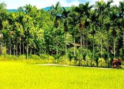 Vẻ đẹp làng cổ Lộc Yên, thành phố Đà Nẵng