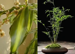 7 cây trồng hướng Nam giúp vận khí hanh thông, tiền của vào như nước