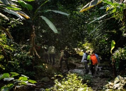 Cơ hội khám phá rừng cây 'hóa thạch sống' ở vùng lõi Phong Nha
