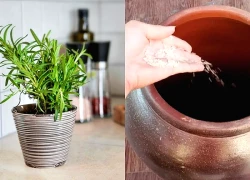 Đặt đúng 2 thứ này trong bếp: Vận sáng, tiền đến dồn dập như mưa rào