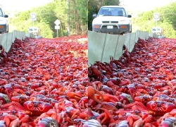 Hàng triệu con cua đỏ tràn ra đường trong cuộc di cư