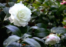 Số cuối ngày sinh Âm lịch của người cần mẫn, sẽ hưởng phúc về sau