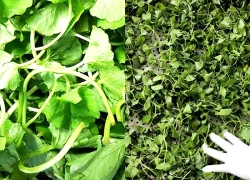 Loại rau được ví như "nhân sâm xanh" của Việt Nam, giá rẻ, nghiền thành bột xuất khẩu sang Hàn, Nhật, Mỹ
