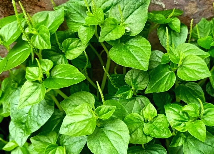 Lợi ích bất ngờ của rau càng cua đối với sức khỏe