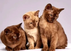 Ly hôn vì vợ "ám ảnh" nuôi mèo, đuổi chồng ra ngoài ngủ