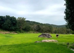 Ngắm vẻ đẹp hoang sơ, cuốn hút của Vườn quốc gia Núi Chúa - Phước Bình