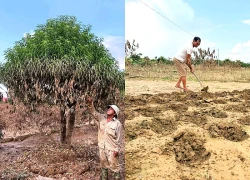 Người dân bần thần trước cảnh tượng khó tin ở những vườn đào tiền tỷ sau bão