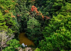 Núi Ngô Sơn rực đỏ hoa rừng