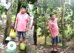 Trộm 2 trái mít, người đàn ông bị khởi tố