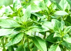 10 lợi ích sức khỏe của húng quế tươi không thể bỏ qua trong chế độ dinh dưỡng