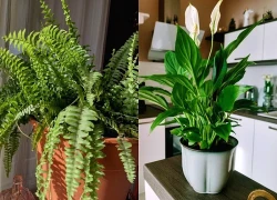 6 loại cây siêu hút ẩm, cứu nhà khỏi ẩm mốc mùa mưa