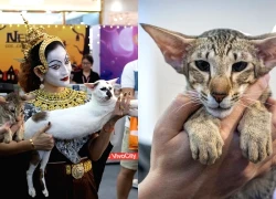 Chú mèo xấu nhất thế giới thi 'hoa hậu' ở TP.HCM