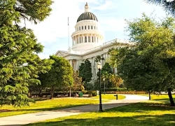 Du khách bịt mũi vì mùi "nôn ói" tỏa ra từ cặp cổ thụ 75 tuổi ở công viên