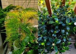 "Hoa âm không thể vào nhà dương": 5 loại hoa tưởng đẹp nhưng dễ khiến nhà bạn bí bách, hao tài, nên dọn ra ngay