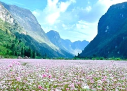 Lang thang miền Bắc theo mùa hoa dịp cuối năm