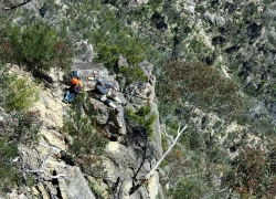 Mạo hiểm đu dây cứu loài bạch đàn quý hiếm ở Australia