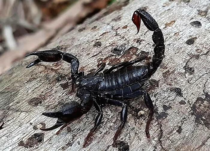 Thuốc ung thư đột phá từ nọc độc bọ cạp?