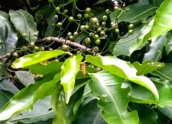 Vì sao trà nụ vối được xem là 'thức uống vàng' cho sức khỏe?