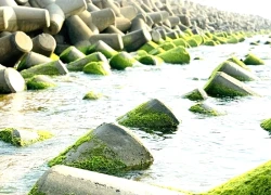 Xóm Rớ Phú Yên: Vẻ đẹp bất ngờ từ bờ kè chắn sóng rêu xanh
