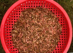 Cãi nhau với em vì mấy cân rươi, anh cả 4 năm không đến đám giỗ mẹ